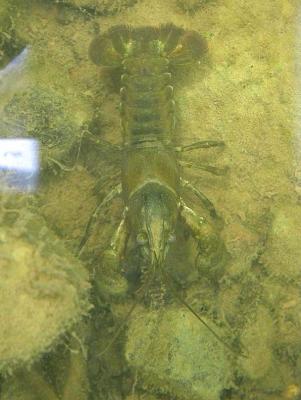 Orconectes rusticus crayfish -- 1