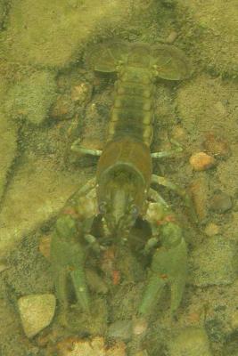 Orconectes rusticus crayfish - 2