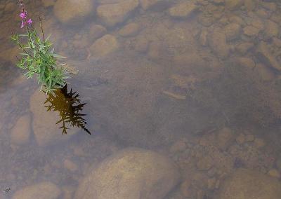 Purple loosestrife with submerged root system visible