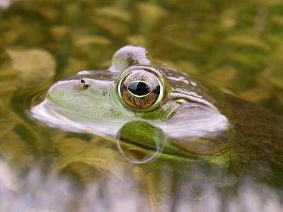 Bull frog -- Rana catesbeiana -- male  -- view 1