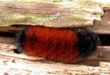Woolly bear caterpillar found under log