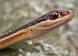 Thamnophis sauritus septentrionalis