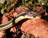 Thamnophis sirtalis sirtalis