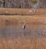 heron on icy pond