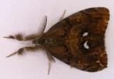 Orgyia antiqua - 8308 - Rusty Tussock Moth