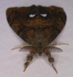 Orgyia antiqua - 8308 - Rusty Tussock Moth