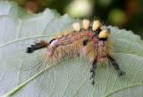 Orgyia antiqua - 8308 -  Rusty Tussock Moth - cat