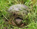large Snapping turtle -- Chelydra serpentina