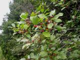 Rhamnus frangula -- Smooth Buckthorn