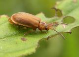 Golden loosestrife beetle <i>(Galerucella)</i> on damaged leaf