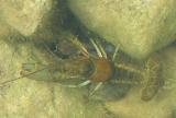 Orconectes rusticus crayfish - 3