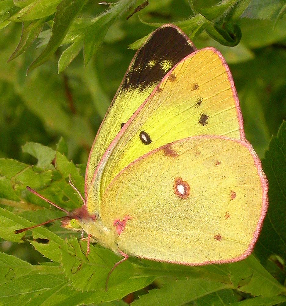Clouded Sulphur butterfly -- <i>Colias philodice</i> --female