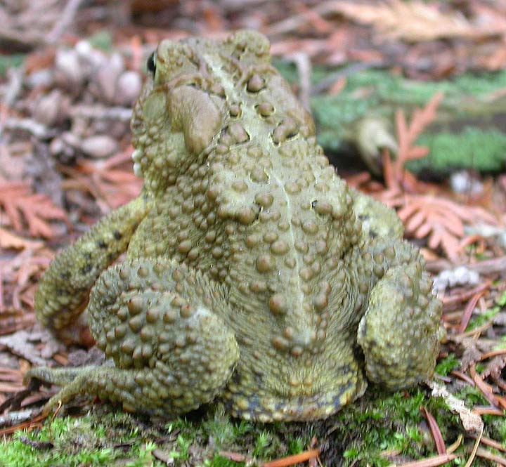 Marlborough Toad - 3