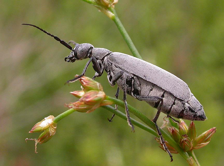 Blister Beetle -- <i>Meloidae -- Epicauta fabricii (?)</i>