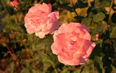 Bed of Roses* by Earl Waud *