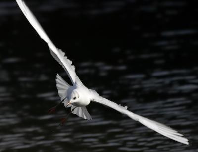 The Sea Gull * by Phil M
