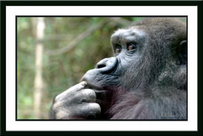 * The Hairy Ape by Lonnit Rysher