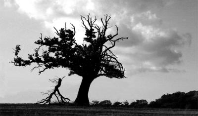 Gone With The Wind*Peter Woods