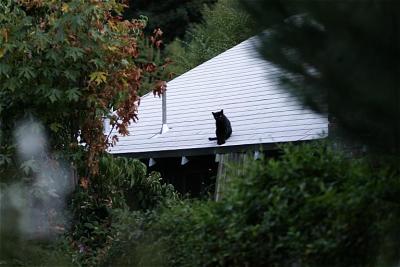 Cat on a Hot Tin Roof*by Nathan Laredo