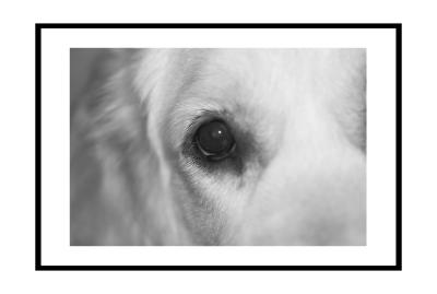 All the Dog's Fault (1914) *by Catherine Reymond (Wismie)