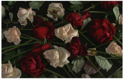 War of the Roses* (opus I) by Olaf.dk