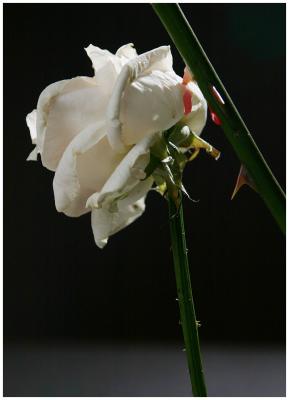 War of the Roses* (opus II) by Olaf.dk