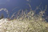 <b>tears and sunshine</b><br>by tholo