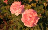 <b>Bed of Roses</b><br><font size = 2>* by Earl Waud *</font>