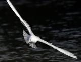 <b>The Sea Gull</b> * </br>by Phil M
