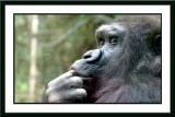 * The Hairy Ape by Lonnit Rysher