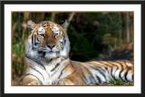 * Young Tiger by Lonnit Rysher