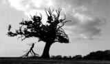 <b>Gone With The Wind*<br><i>Peter Woods</i></b>