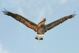 <B>Pelican Brief</B> by Brian G