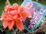 <b>The Name of the Rose*</b> <br>by Simon Courcha