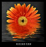 2nd Place<br><B>Rising Sun</B><BR>*<FONT size=2>by Vikas</FonT>