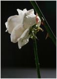 War of the Roses* (opus II) by Olaf.dk