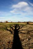 * The Faraway Tree <Br>By David Chow