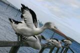 Inclined Pelican *