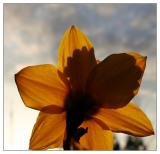 Early Spring *