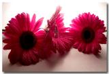 Gerberas *