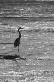 Heron