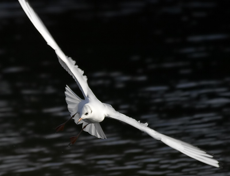 <b>The Sea Gull</b> * </br>by Phil M