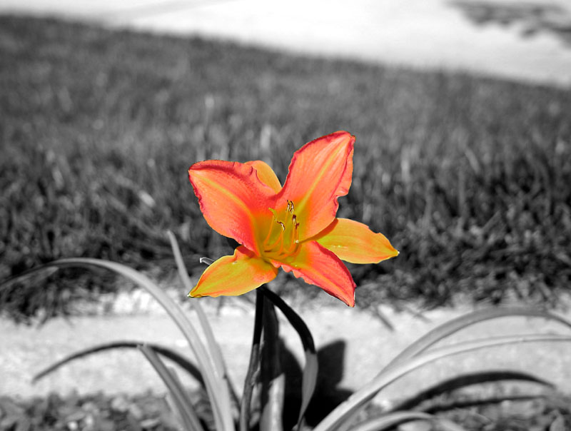 <b>Something Simple</b><br>* by Irina Otto *