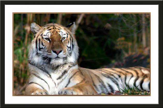 * Young Tiger by Lonnit Rysher
