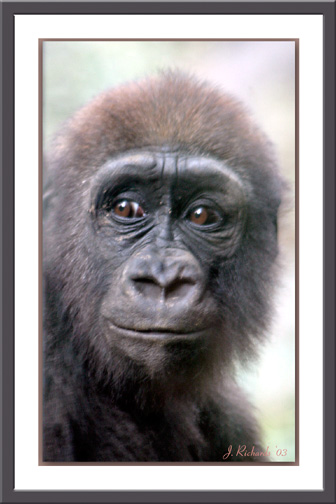 * Going Ape by Lonnit Rysher