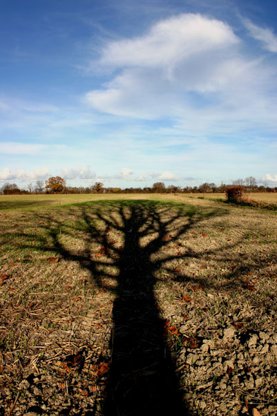 * The Faraway Tree <Br>By David Chow