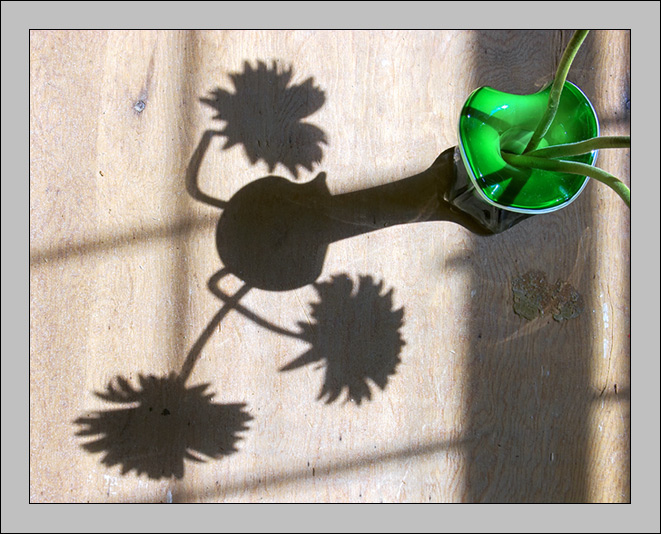 <b>10th Place</b><br><i>daisies<br>by upsidedown</i>