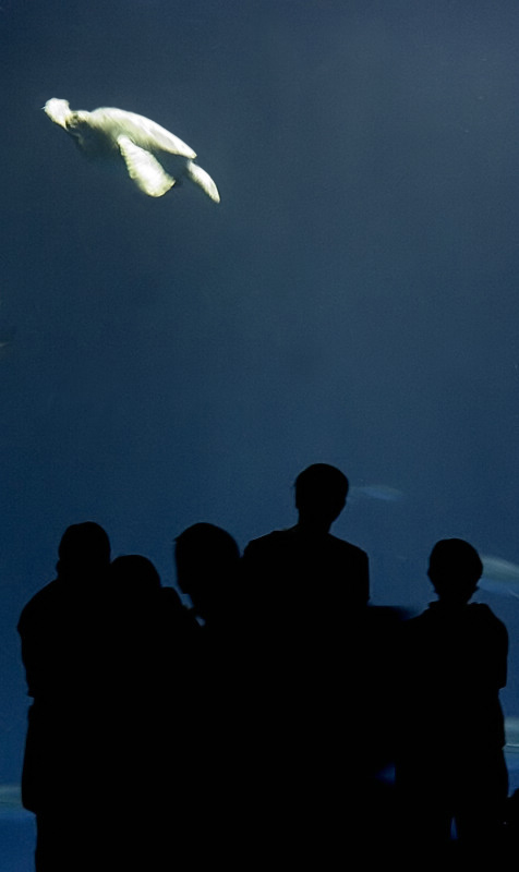<B>Old Man In the Sea</B><BR>*<FONT size=2>by Scott Hopkins</FONT>
