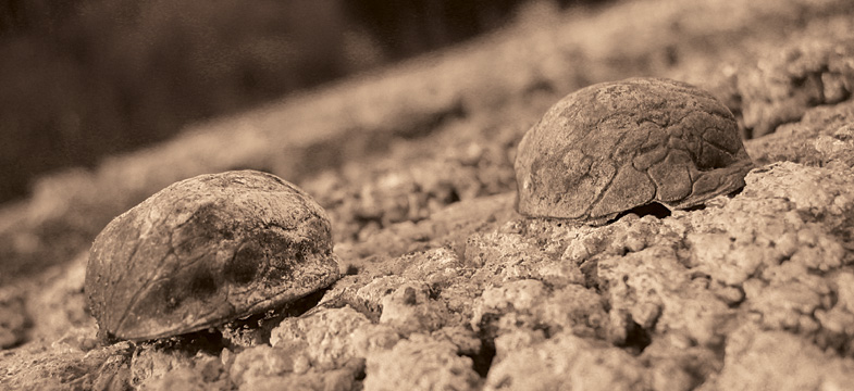 Go nuts*