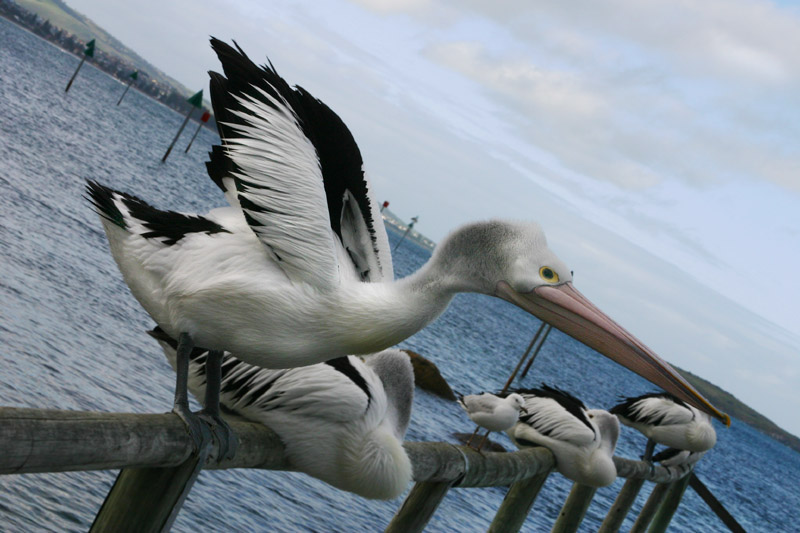 Inclined Pelican *